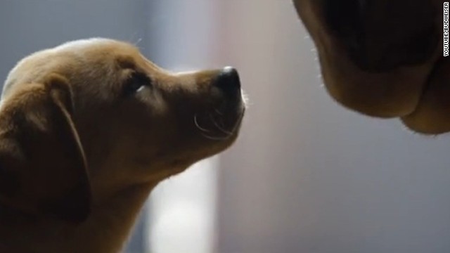 budweiser-puppy-love-story-top