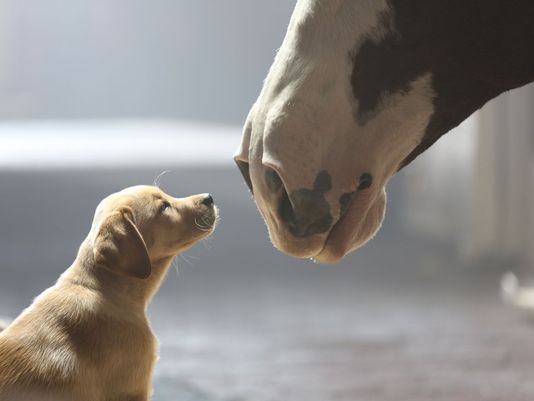 puppy horse