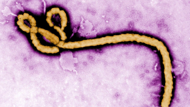 ebola-story-top
