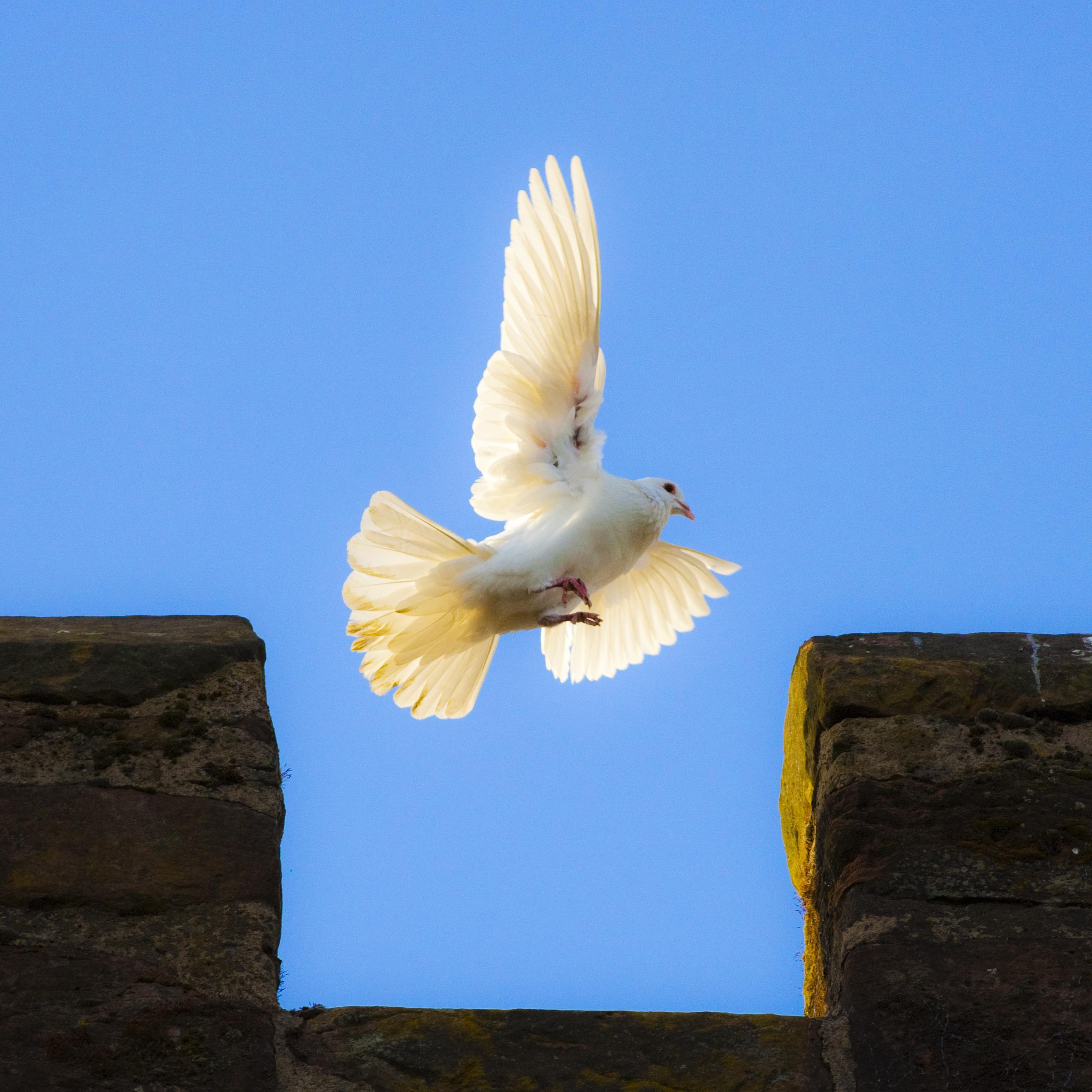 White Dove