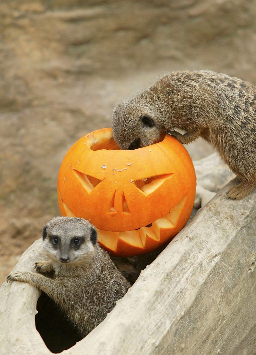 Meerkat Babies' First Halloween