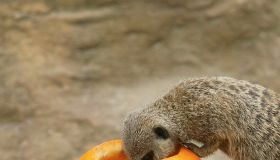 Meerkat Babies' First Halloween