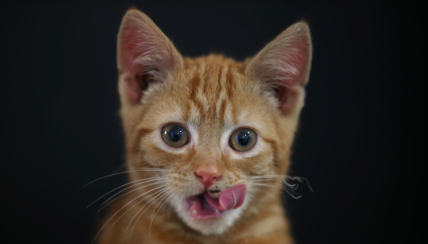 The Rehoming And Rehabilitation Of Unwanted Dogs And Cats During The Christmas Holiday