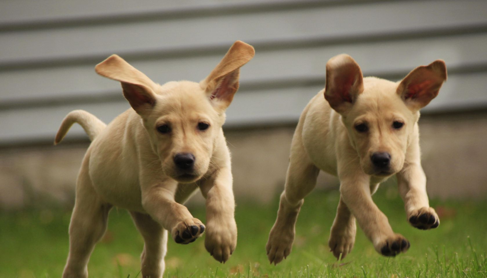 Yellow labrador puppies running