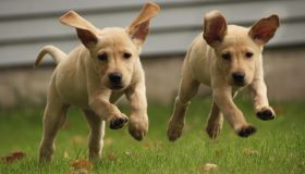 Yellow labrador puppies running
