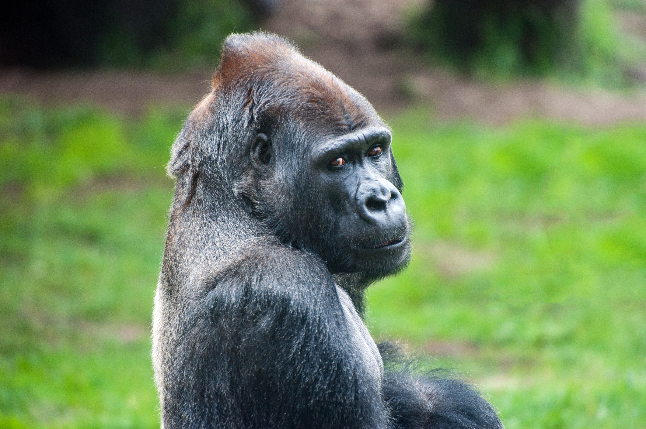 Western Lowland Gorilla