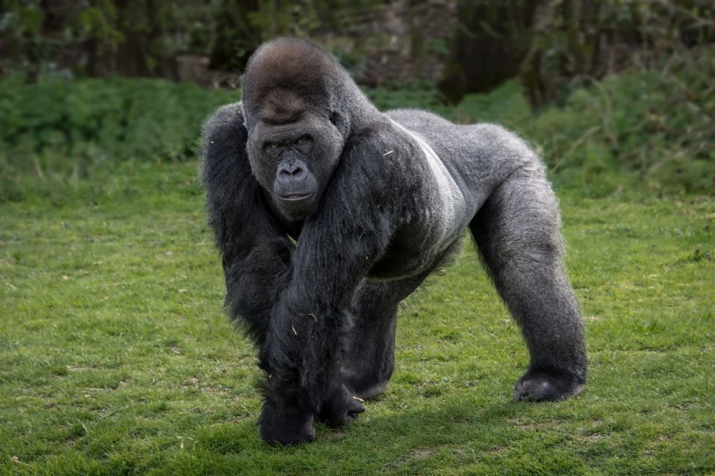 Silver back gorilla
