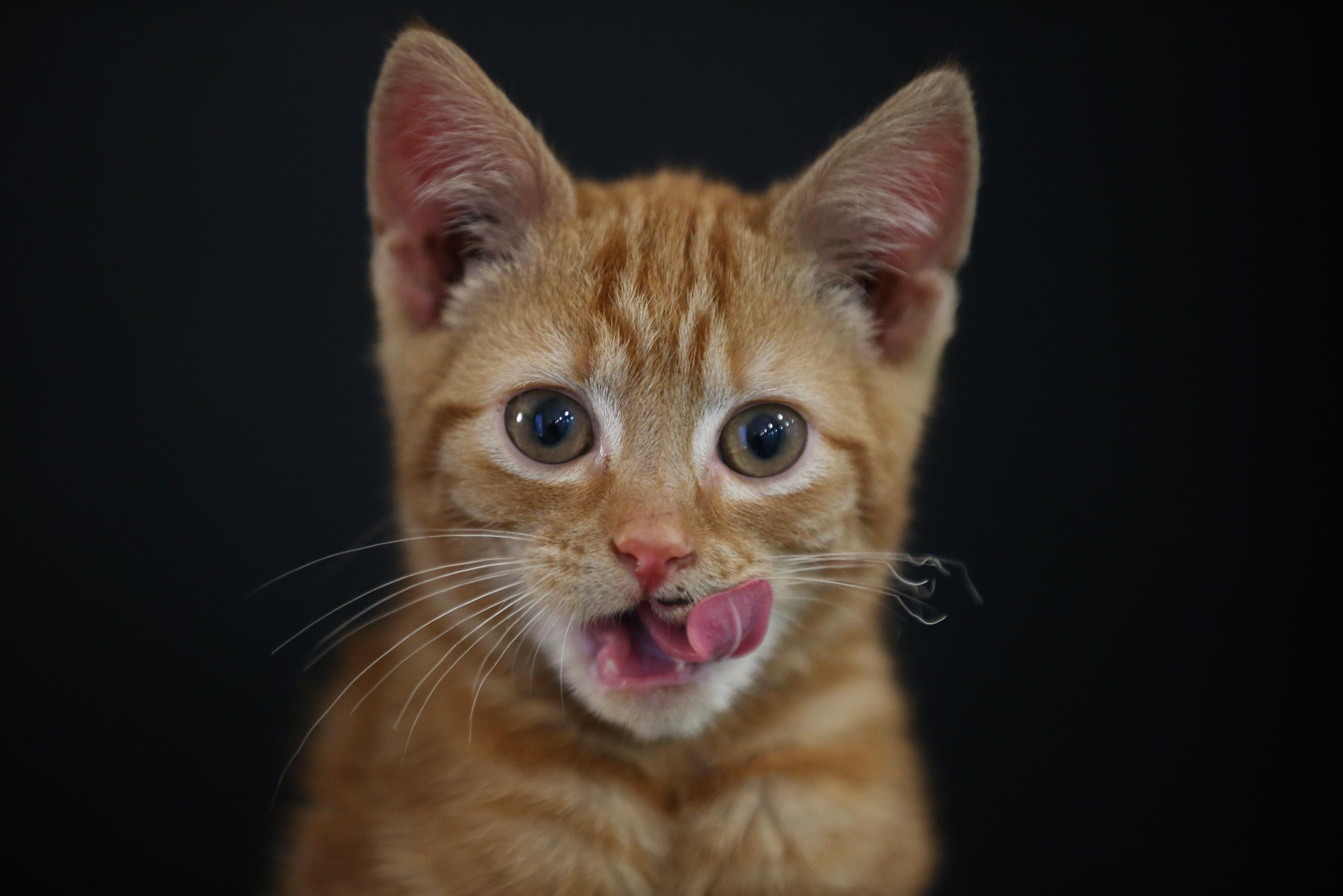 The Rehoming And Rehabilitation Of Unwanted Dogs And Cats During The Christmas Holiday