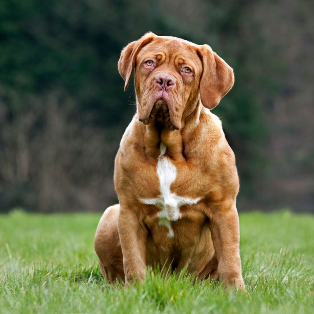 Dogue de Bordeaux / French Mastiff / Bordeauxdog, dog in garden