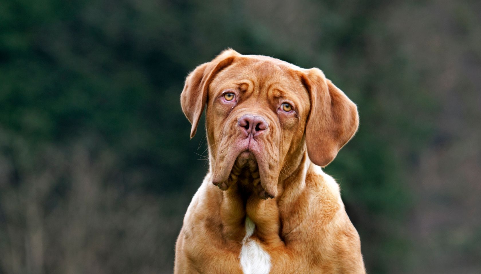 Dogue de Bordeaux / French Mastiff / Bordeauxdog, dog in garden
