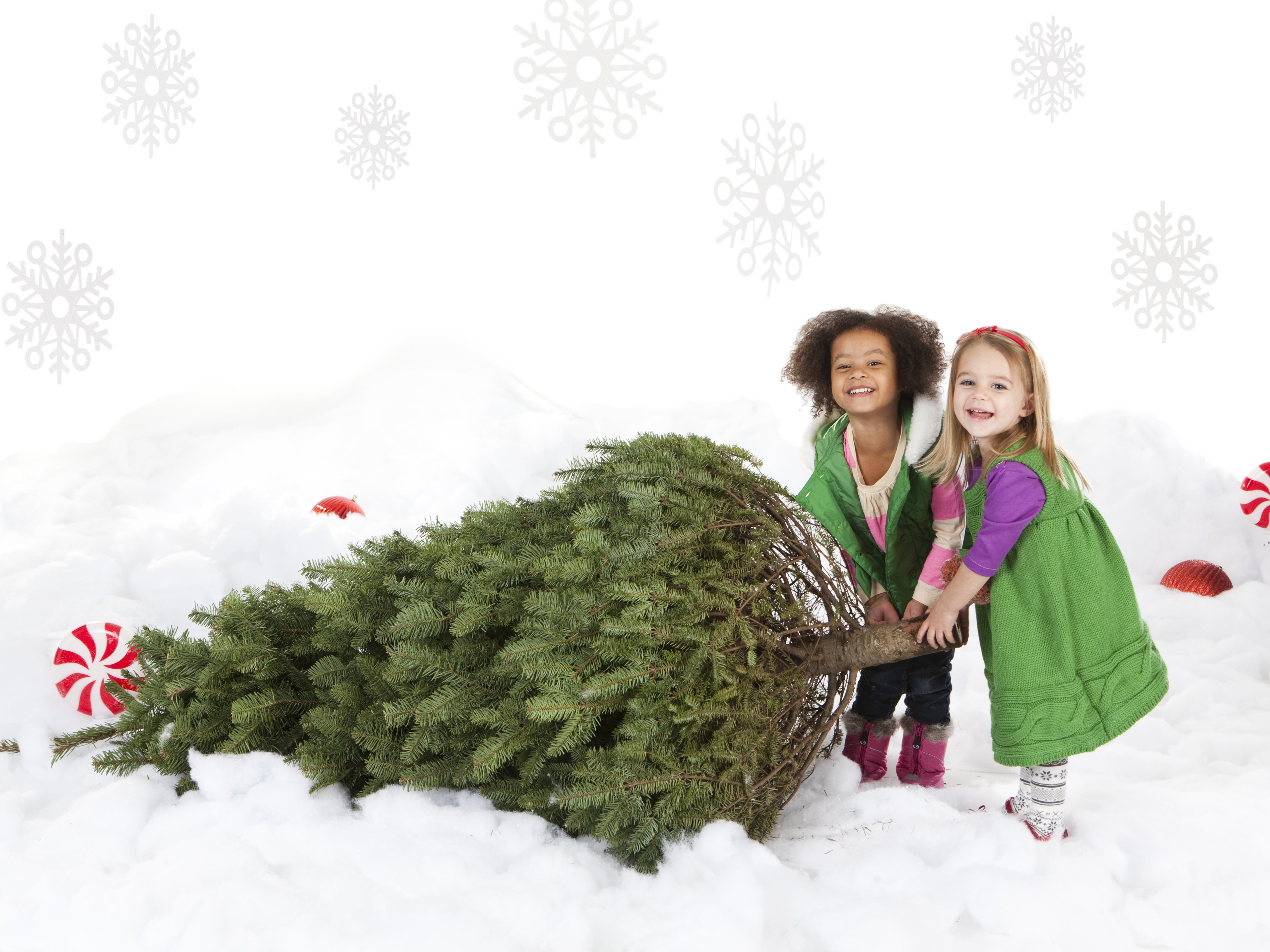 Two girls (18-23 months,4-5) pulling christmas tree