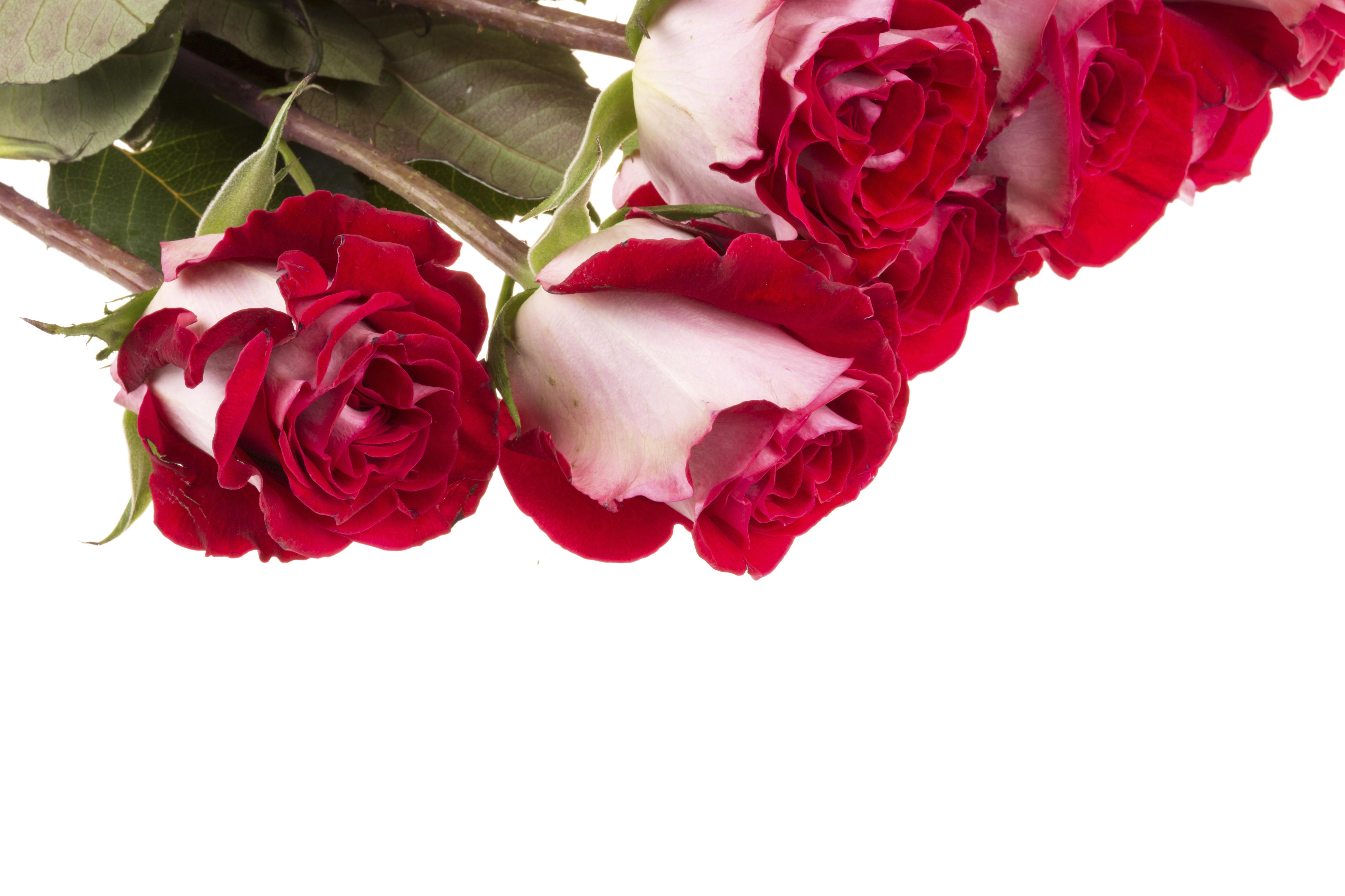 pink roses isolated on white