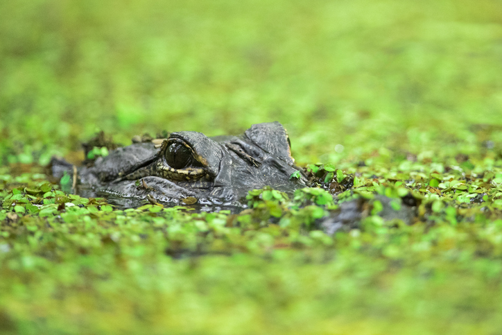 Alligator hiding beneath a mat of duckweed