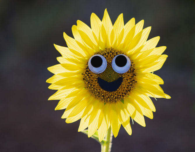 Drawing of a face and smiling eyes on a sunflower flower.