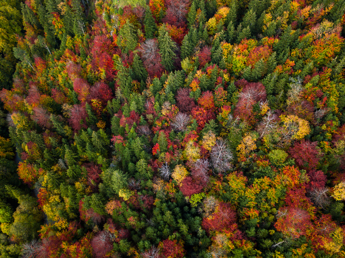 Aerial view on autumn forest. Bavaria, Germany.