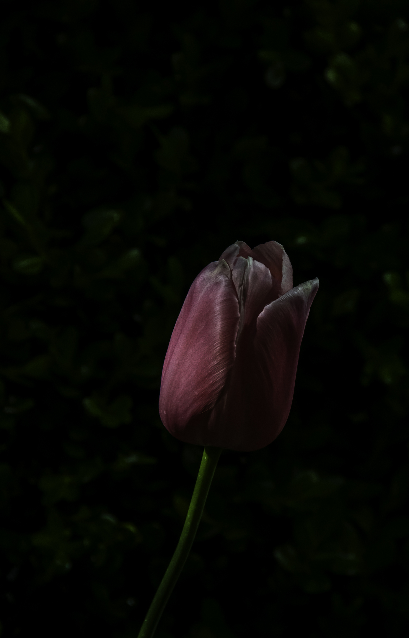 Tulips in the gardens around downtown salt lake city, UT signifying the spring time