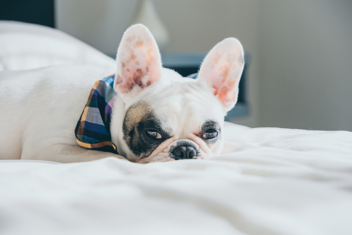 French Bulldog lying on a comfy double bed