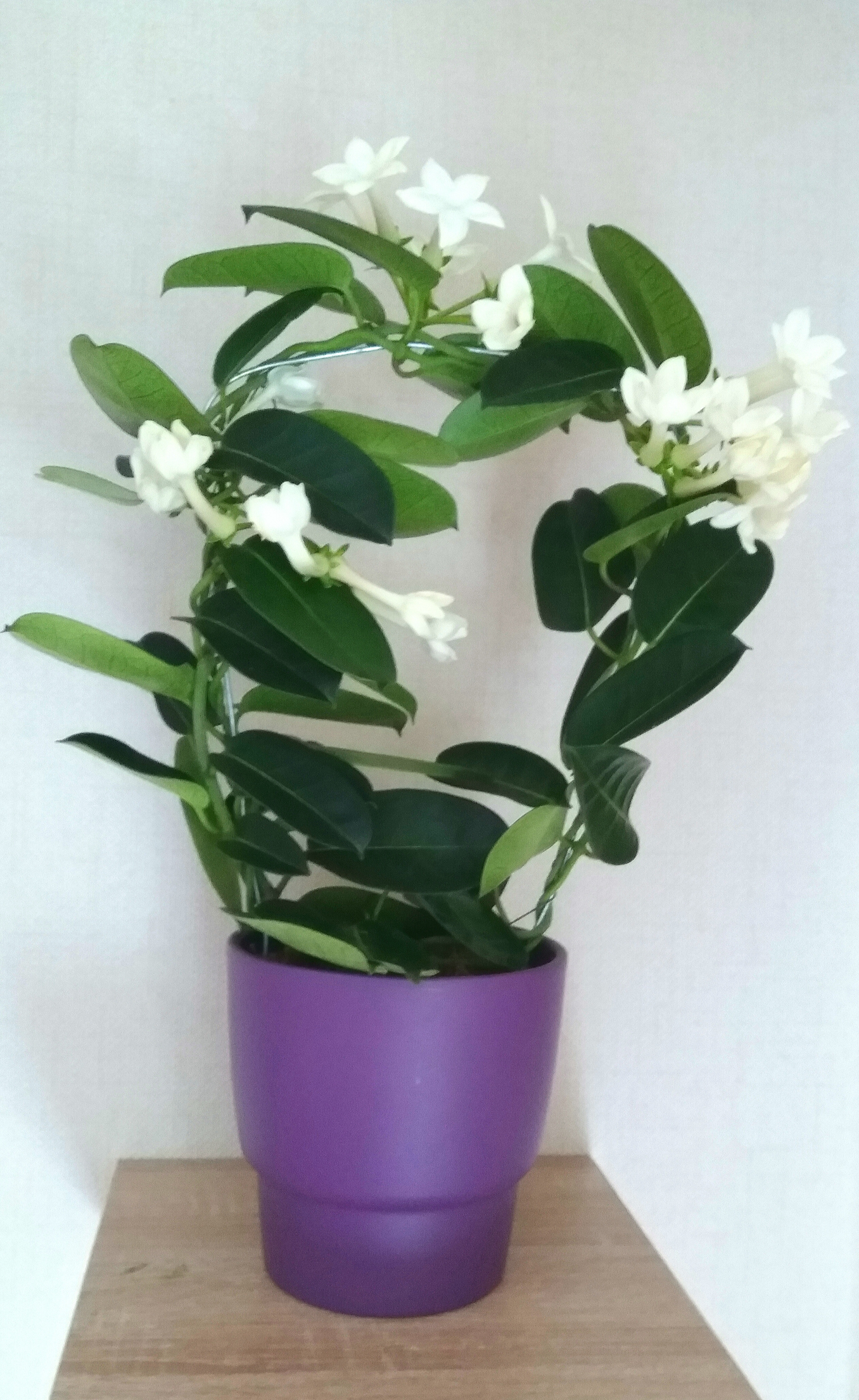 Stephanotis floribunda (Madagascar jasmine, waxflower, Hawaiian wedding flower, bridal wreath)