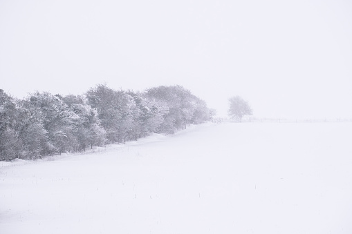 A line of leafless trees on the side of a hill covered in snow blowing in the winter wind in a white snowy rural landscape.