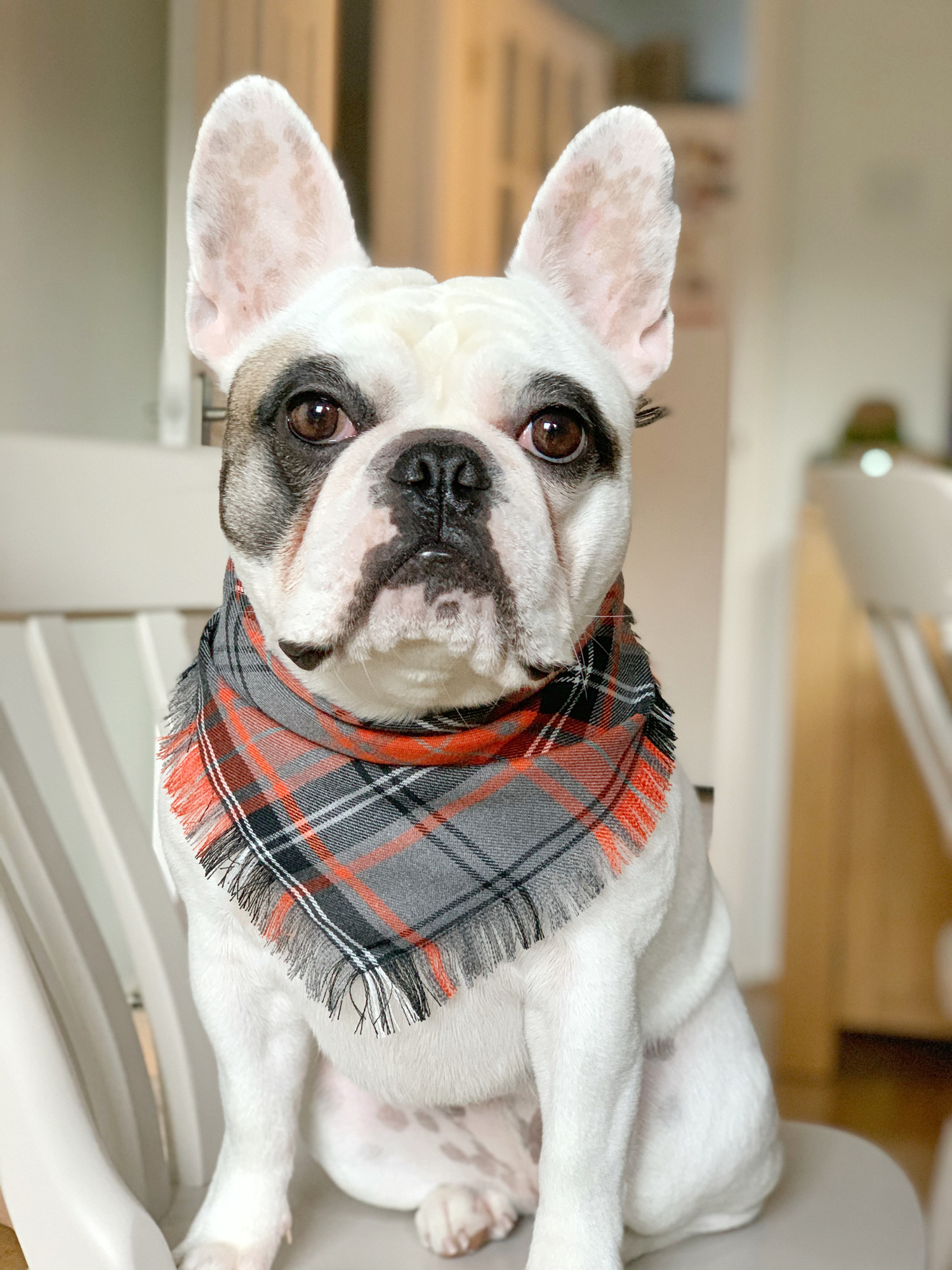 Portrait of a French Bulldog wearing a frayed bandana