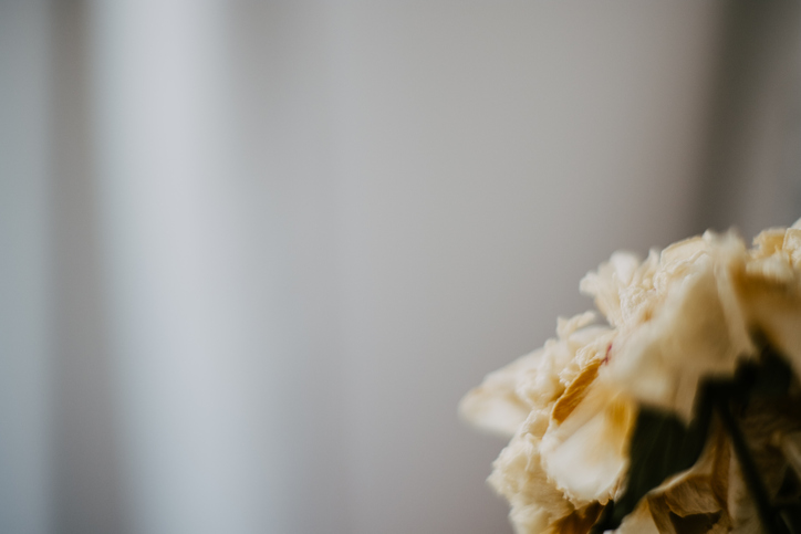 Close-Up of a Dried Flower on grey background